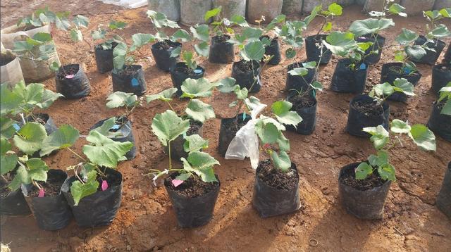 �ďU���ķ�֮�������ш@����Ҳ�ܞ���I(y��)���^����(y��ng)��(y��u)�|(zh��)���(y��ng)��õ��