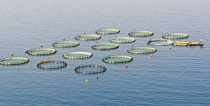 ˮ�a(ch��n)�B(y��ng)ֳҲ�ܴ���ǻ��r(n��ng)�I(y��)��(sh��)�F(xi��n)����(zh��n)��Ч�B(y��ng)ֳ