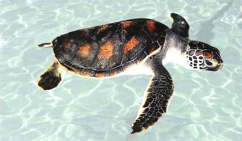 һ��һƷ���Sɳ�M�塱�o���ǻ��r(n��ng)�I(y��)��������(du��)���Mȫ����Դ