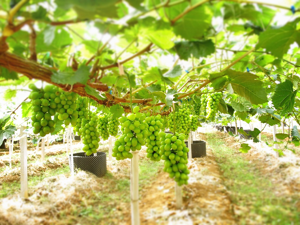 �읙�������a(ch��n)��(sh��)�(y��n)���؏ķN���N����Ʒ�|(zh��)ꖹ�õ���ϼ�����̳�