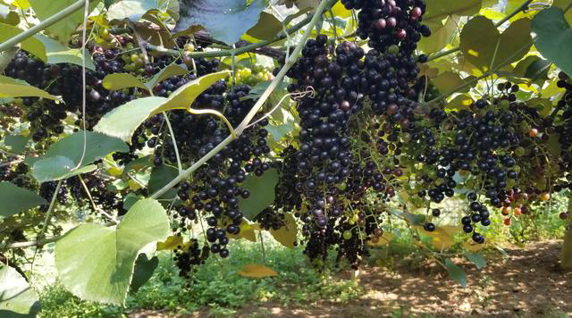 �V�����������r(n��ng)�a(ch��n)Ʒ��Դ���_�N��ͨ·��Ұ��ɽ�����߳���ɽ