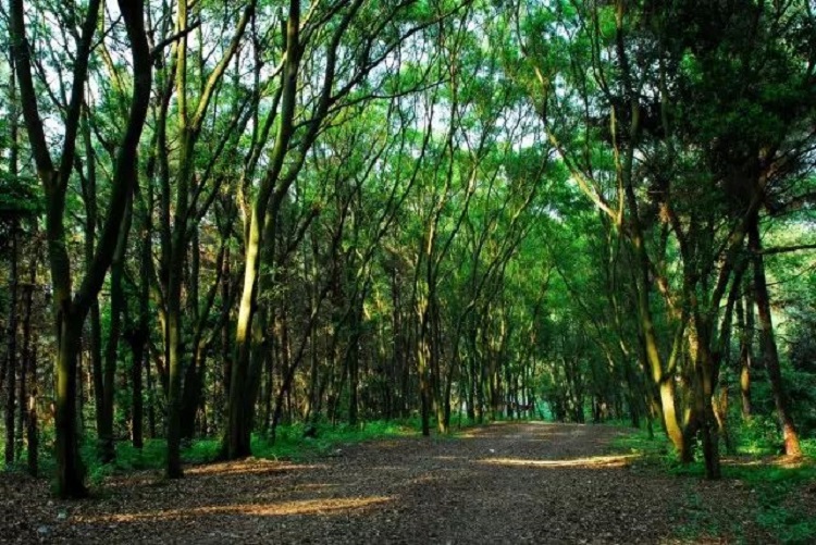 �V���������T��ɭ�ֹ��@�����ǻ��r�I(y��)���g������ɭ�ֻ�ķ�������