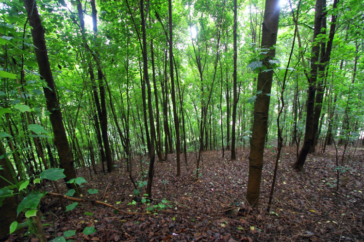 �V���������T��ɭ�ֹ��@�����ǻ��r�I(y��)���g������ɭ�ֻ�ķ�������