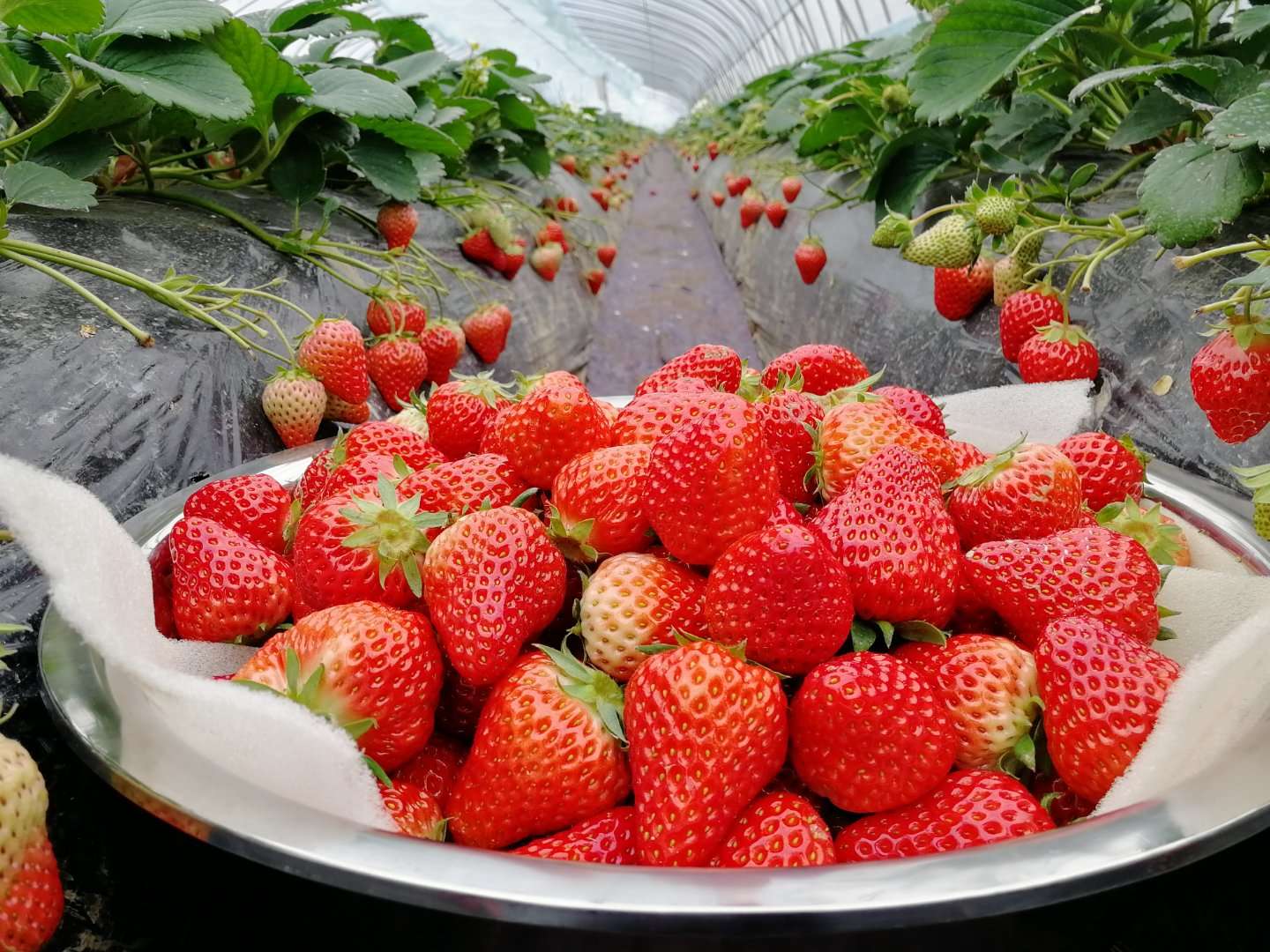 ����ʹ��ݮ���ֵ�c��(sh��)������ı����ǈ�(ji��n)�����ƵĘ�(bi��o)��(zh��n)������