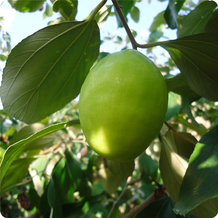 �@���B(y��ng)����ȫ�h����ġ�Ԫ�\���������������Ϙ�(bi��o)��(zh��n)���D(zhu��n)���¸�֮·